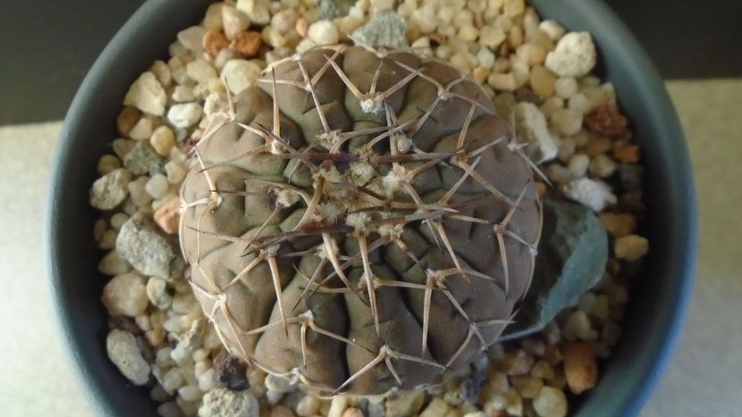 Gymnocalycium stellatum - Cactusi 2019 Gymnocalycium