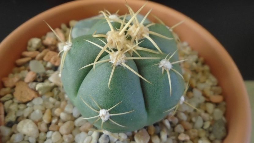 Gymnocalycium horstii - Cactusi 2019 Gymnocalycium
