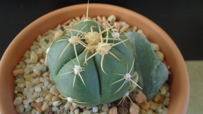 Gymnocalycium horstii - Cactusi 2019 Gymnocalycium