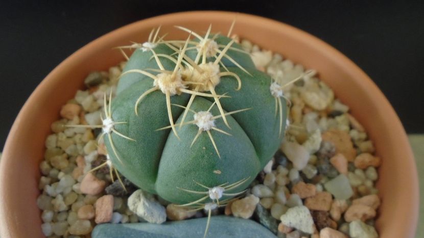 Gymnocalycium horstii - Cactusi 2019 Gymnocalycium