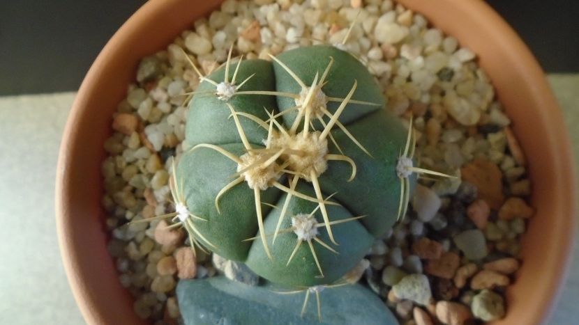 Gymnocalycium horstii - Cactusi 2019 Gymnocalycium