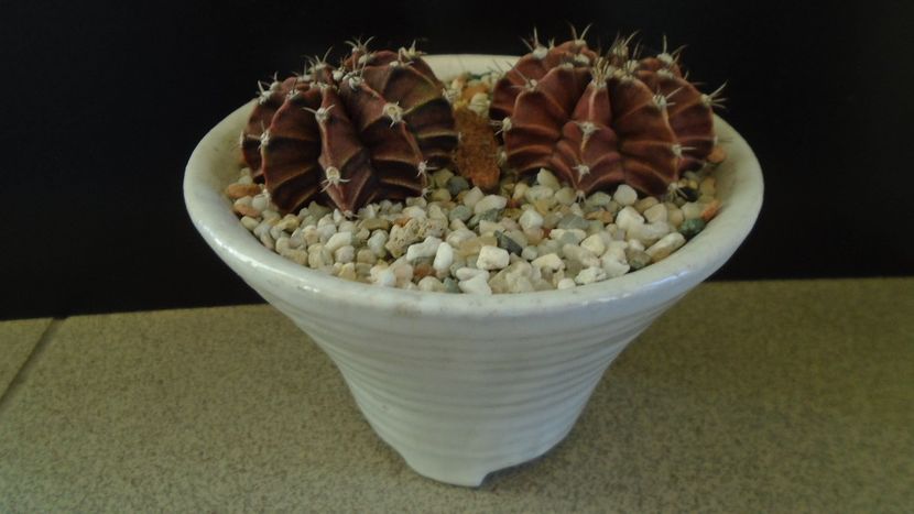 Gymnocalycium friedrichii, 2 ex. - Cactusi 2019 Gymnocalycium