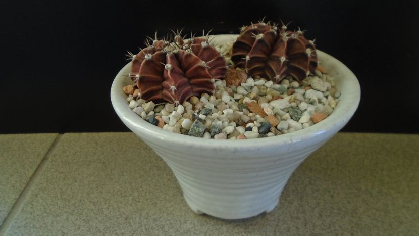 Gymnocalycium friedrichii, 2 ex. - Cactusi 2019 Gymnocalycium