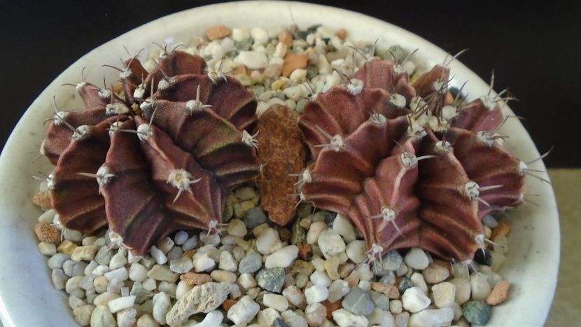 Gymnocalycium friedrichii, 2 ex. - Cactusi 2019 Gymnocalycium