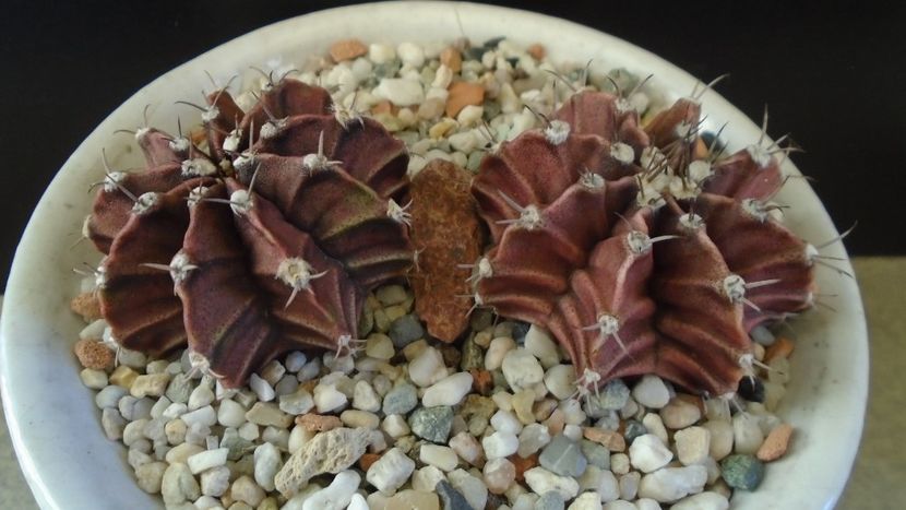 Gymnocalycium friedrichii, 2 ex. - Cactusi 2019 Gymnocalycium