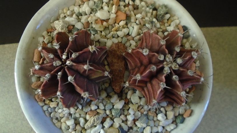 Gymnocalycium friedrichii, 2 ex. - Cactusi 2019 Gymnocalycium