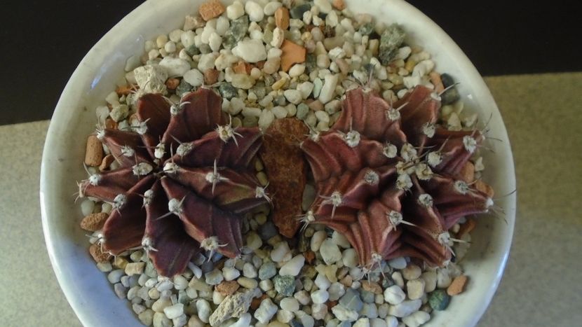 Gymnocalycium friedrichii, 2 ex. - Cactusi 2019 Gymnocalycium