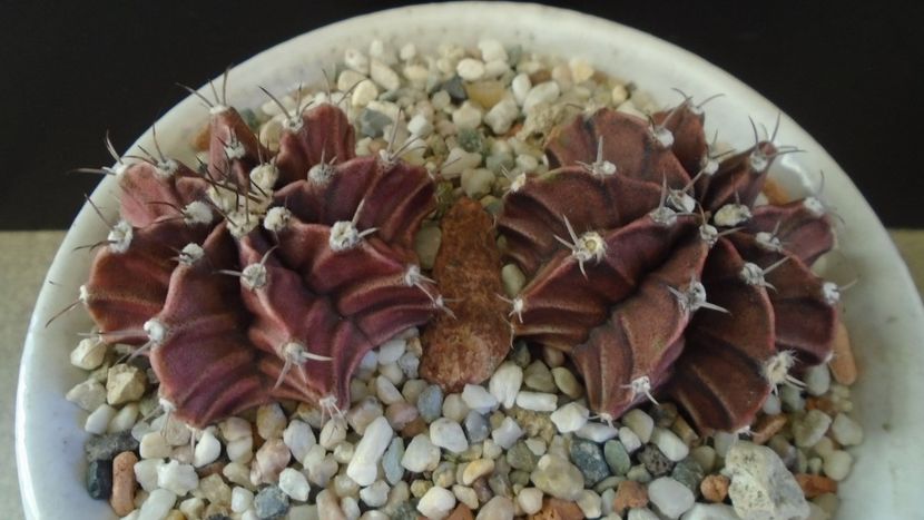 Gymnocalycium friedrichii, 2 ex. - Cactusi 2019 Gymnocalycium