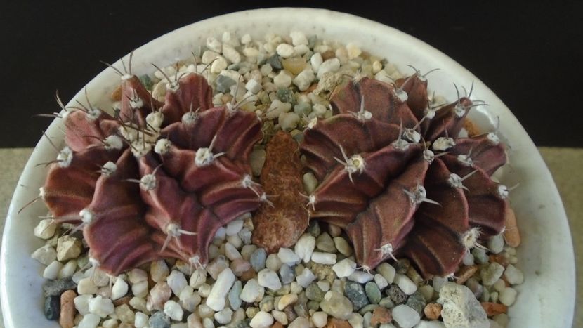 Gymnocalycium friedrichii, 2 ex. - Cactusi 2019 Gymnocalycium