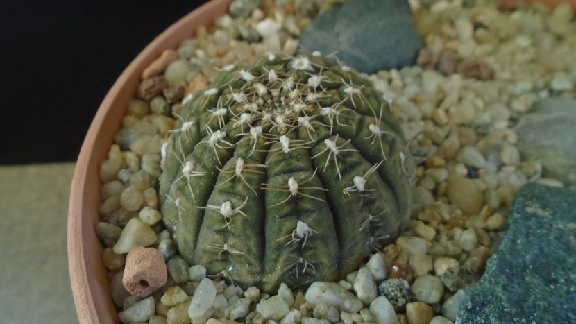 Gymnocalycium ragonesei - Cactusi 2019 Gymnocalycium