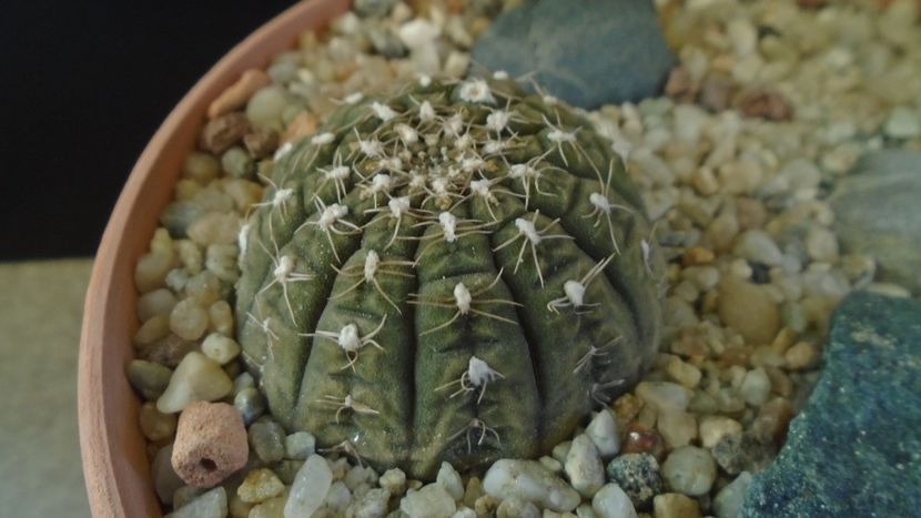 Gymnocalycium ragonesei - Cactusi 2019 Gymnocalycium