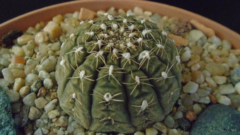 Gymnocalycium ragonesei - Cactusi 2019 Gymnocalycium