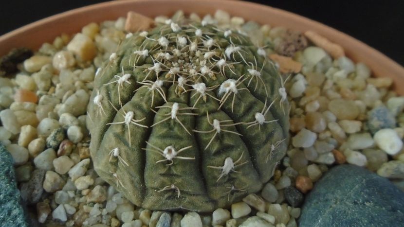 Gymnocalycium ragonesei - Cactusi 2019 Gymnocalycium