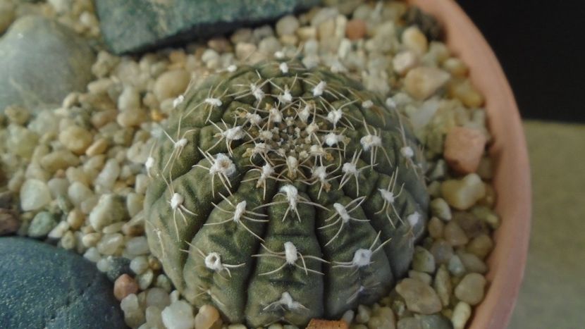Gymnocalycium ragonesei - Cactusi 2019 Gymnocalycium