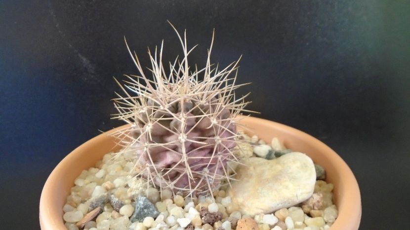 Gymnocalycium neuhuberi - Cactusi 2019 Gymnocalycium