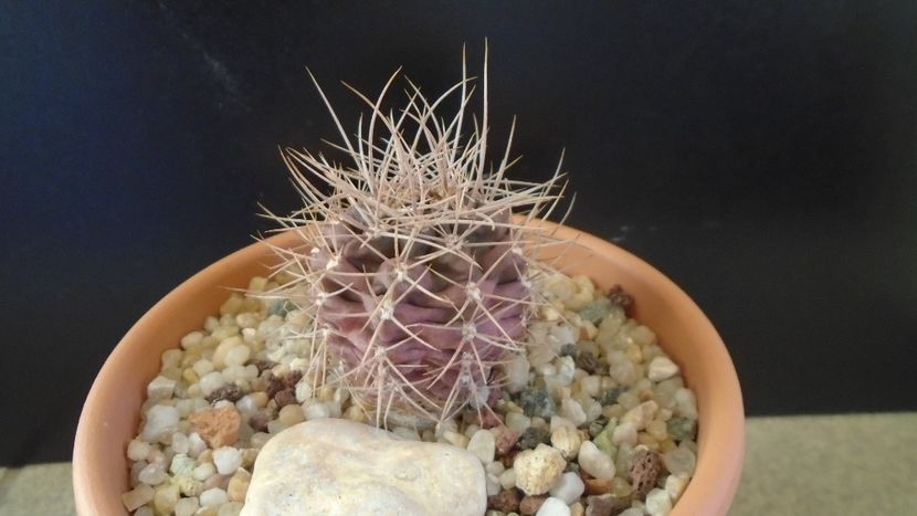 Gymnocalycium neuhuberi - Cactusi 2019 Gymnocalycium