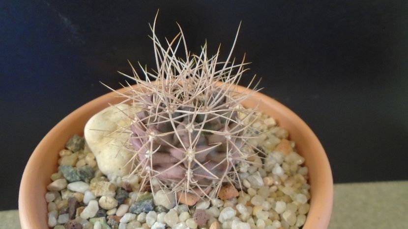 Gymnocalycium neuhuberi - Cactusi 2019 Gymnocalycium