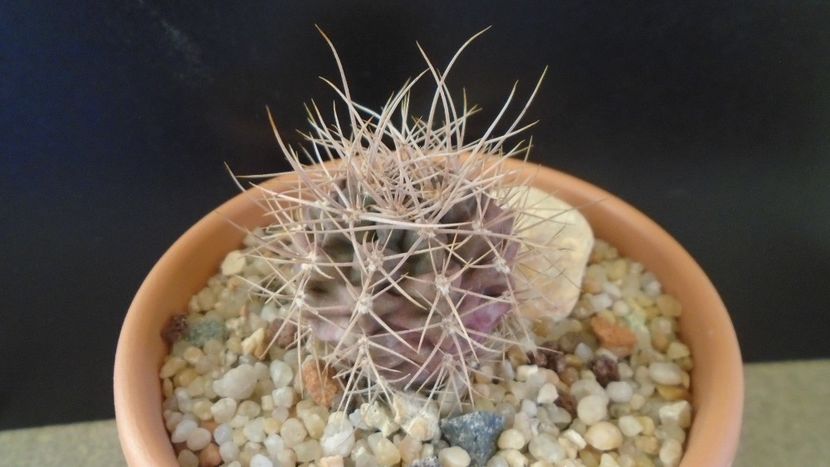 Gymnocalycium neuhuberi - Cactusi 2019 Gymnocalycium