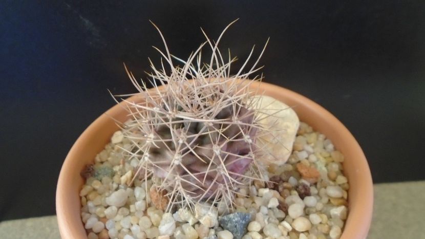 Gymnocalycium neuhuberi - Cactusi 2019 Gymnocalycium