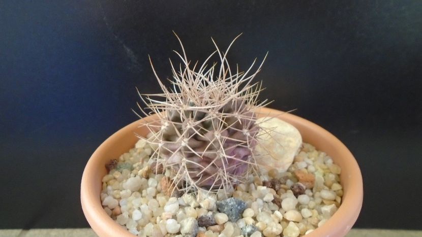 Gymnocalycium neuhuberi - Cactusi 2019 Gymnocalycium