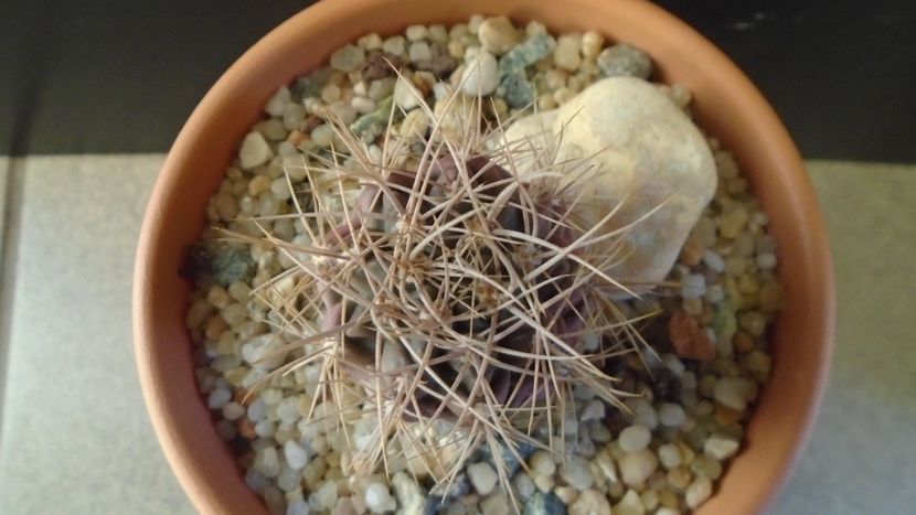 Gymnocalycium neuhuberi - Cactusi 2019 Gymnocalycium