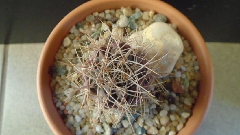 Gymnocalycium neuhuberi - Cactusi 2019 Gymnocalycium