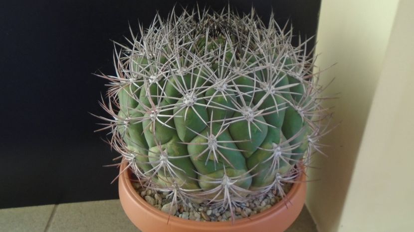 Gymnocalycium saglionis - Cactusi 2019 Gymnocalycium