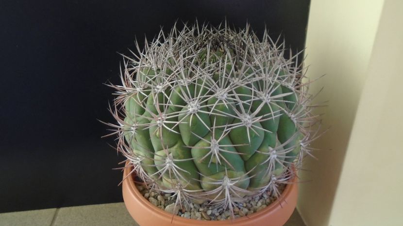Gymnocalycium saglionis - Cactusi 2019 Gymnocalycium