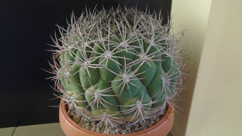 Gymnocalycium saglionis - Cactusi 2019 Gymnocalycium