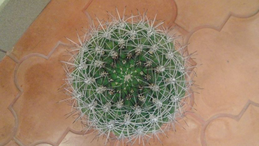 Gymnocalycium saglionis - Cactusi 2019 Gymnocalycium