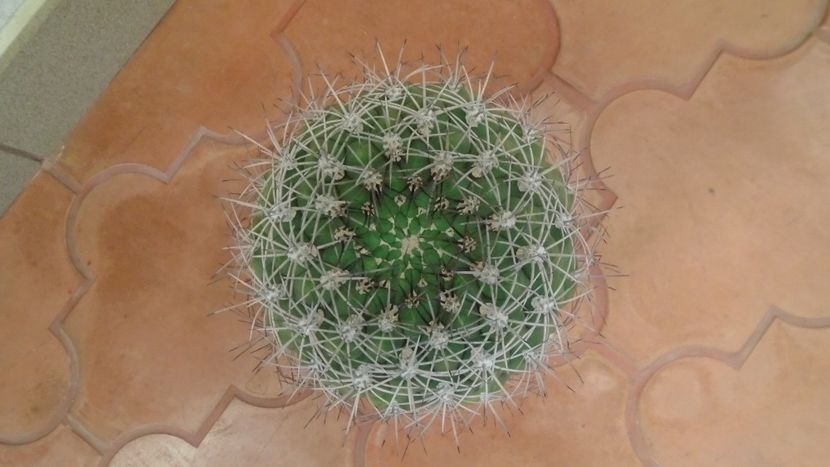 Gymnocalycium saglionis - Cactusi 2019 Gymnocalycium