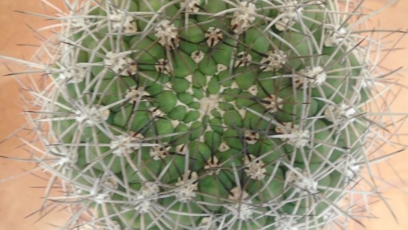 Gymnocalycium saglionis - Cactusi 2019 Gymnocalycium