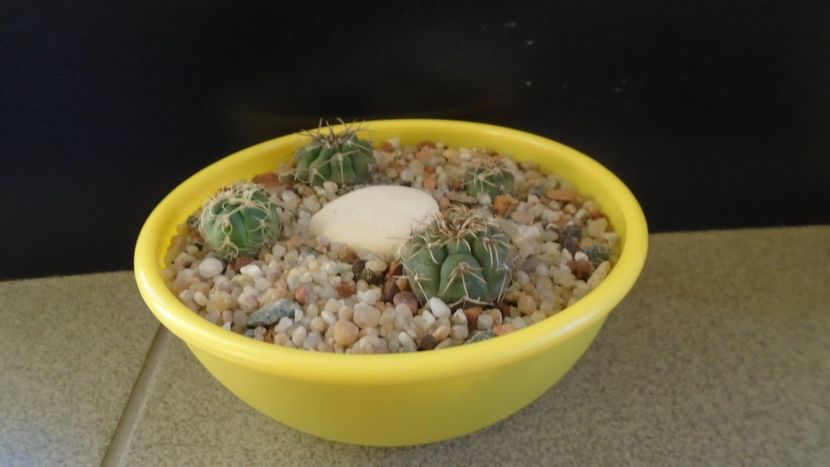 Grup de 4 Gymnocalycium - Cactusi 2019 Gymnocalycium