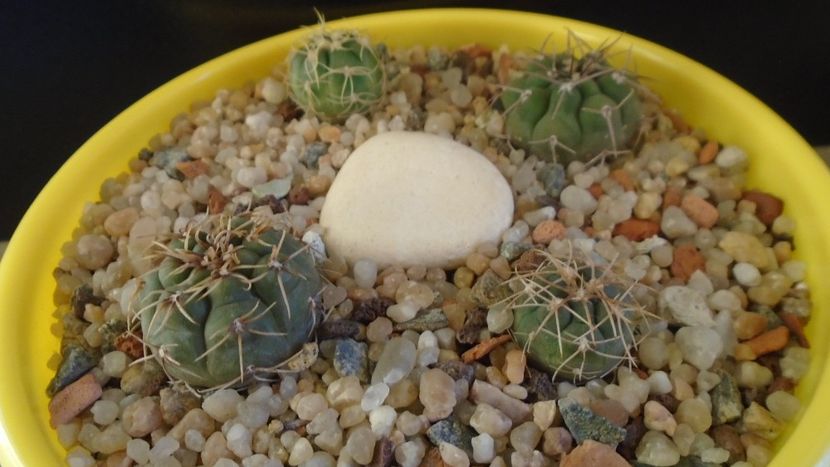 Grup de 4 Gymnocalycium - Cactusi 2019 Gymnocalycium