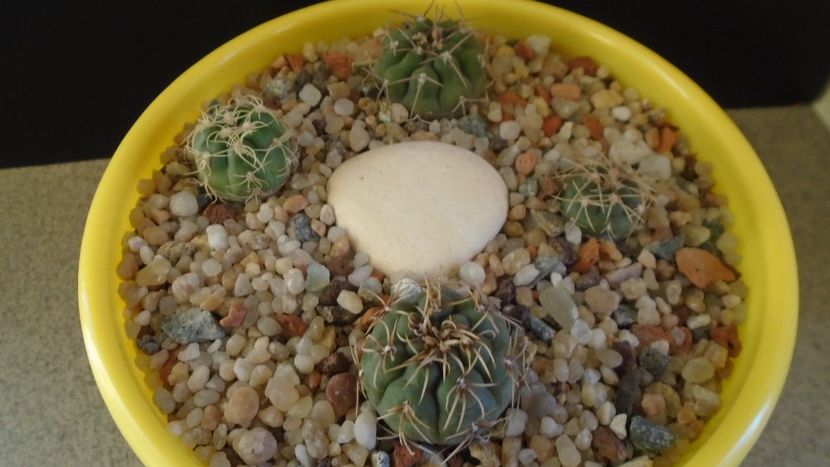 Grup de 4 Gymnocalycium - Cactusi 2019 Gymnocalycium