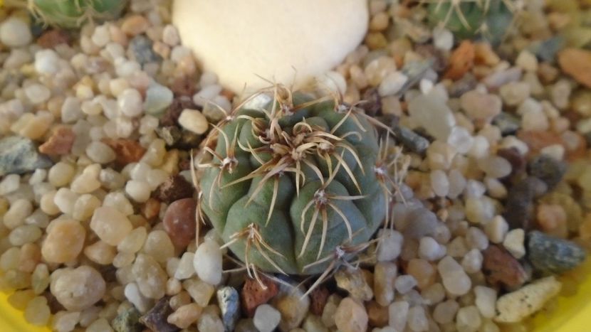 Gymnocalycium ritterianum - Cactusi 2019 Gymnocalycium