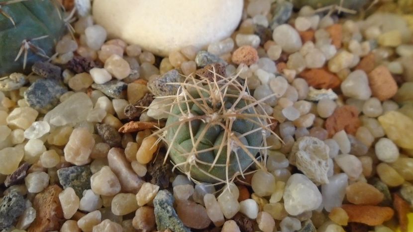 Gymnocalycium artigas = Gymnocalycium hyptiacanthum ssp. uruguayense - Cactusi 2019 Gymnocalycium