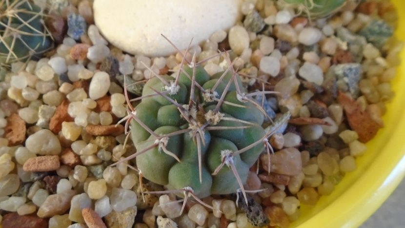Gymnocalycium castellanosii - Cactusi 2019 Gymnocalycium