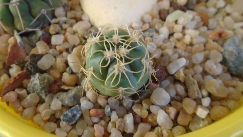 Gymnocalycium denudatum - Cactusi 2019 Gymnocalycium