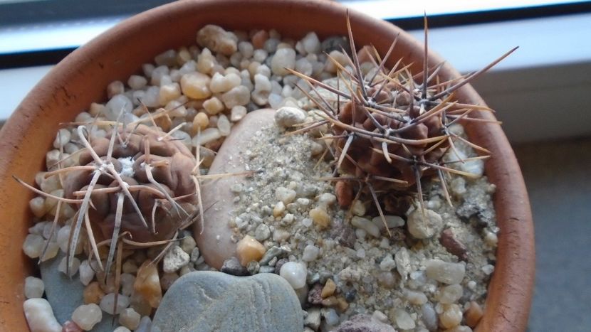 Grup de 2 Gymnocalycium - Cactusi 2019 Gymnocalycium
