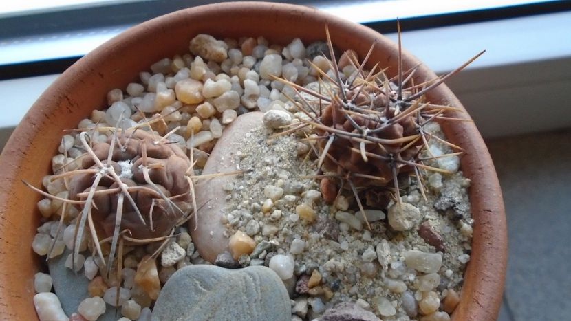 Grup de 2 Gymnocalycium - Cactusi 2019 Gymnocalycium