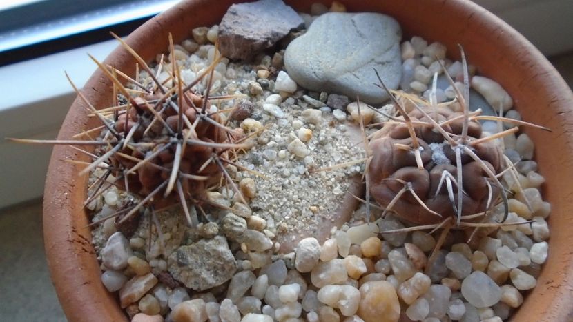 Grup de 2 Gymnocalycium - Cactusi 2019 Gymnocalycium