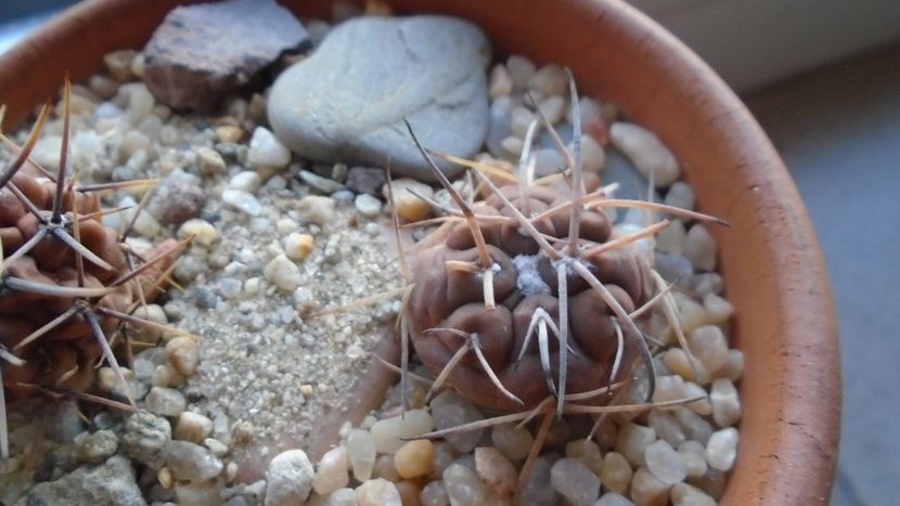 Gymnocalycium spegazzinii ssp. sarkae, KP54, San Felipe, Argentina - Cactusi 2019 Gymnocalycium