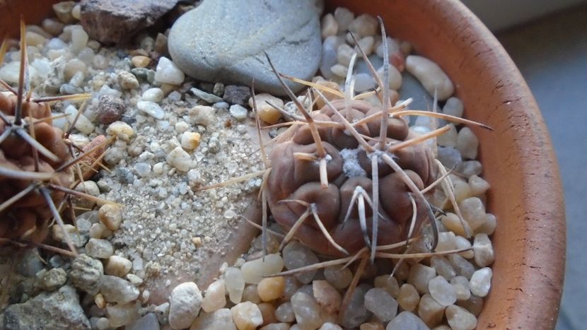 Gymnocalycium spegazzinii ssp. sarkae, KP54, San Felipe, Argentina - Cactusi 2019 Gymnocalycium