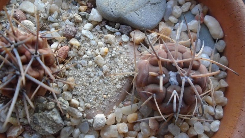 Gymnocalycium spegazzinii ssp. sarkae, KP54, San Felipe, Argentina - Cactusi 2019 Gymnocalycium