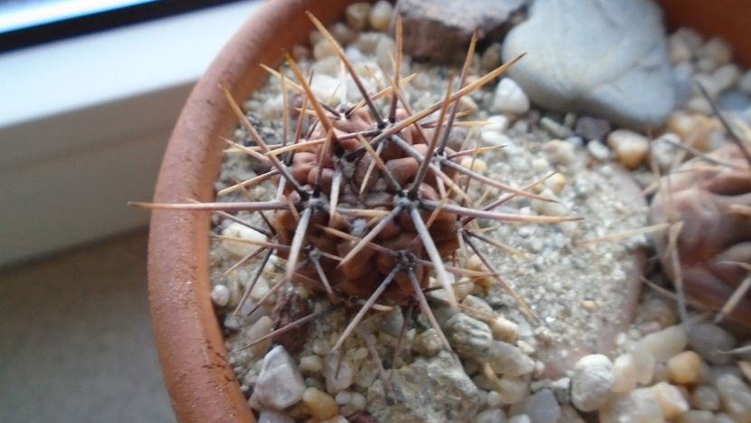Gymnocalycium gibbosum v. nigrum - Cactusi 2019 Gymnocalycium