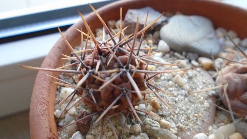 Gymnocalycium gibbosum v. nigrum - Cactusi 2019 Gymnocalycium