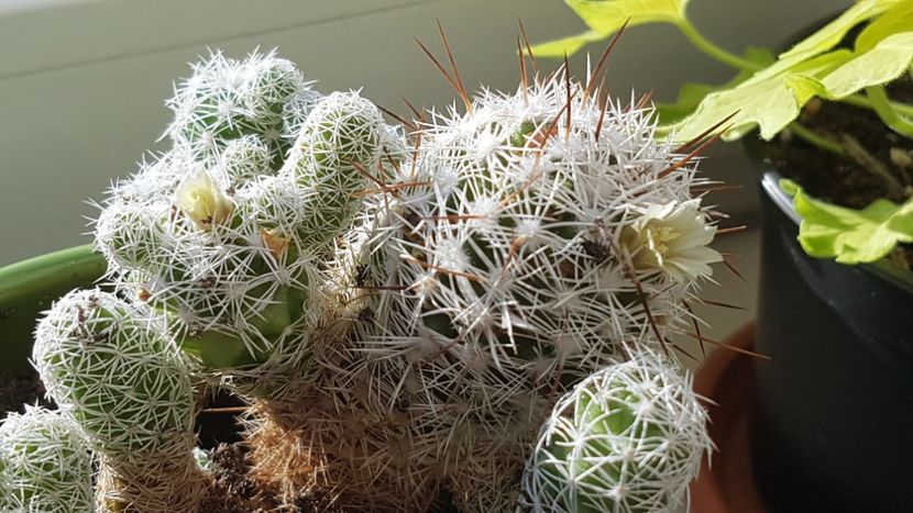  - Mammillaria