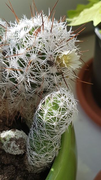  - Mammillaria
