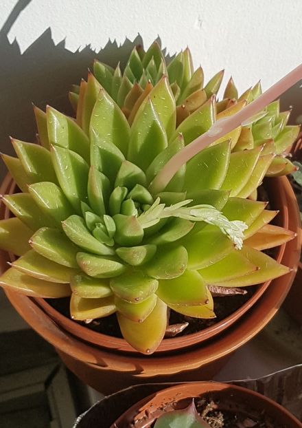 Echeveria agavoides cu doua tije de flori - Echeveria